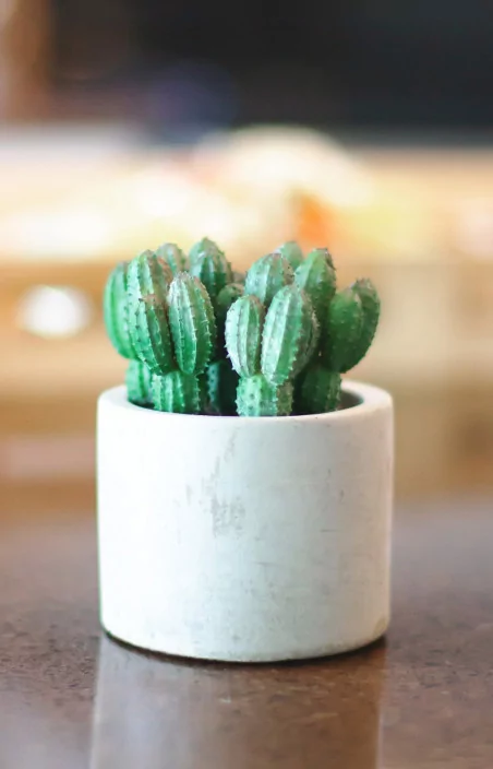 Pot avec cactus en plastique décoratif